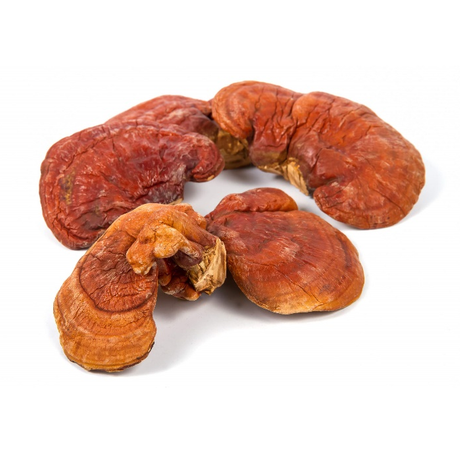Extracto en polvo de hongo Reishi