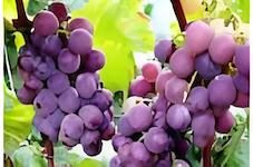 Grapeseed-EX ™