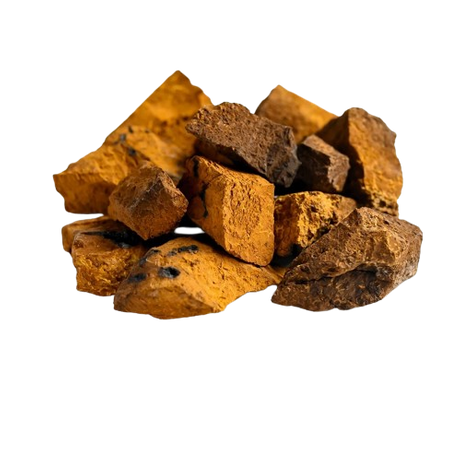 Polisacáridos del hongo Chaga