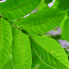 Polvo de hoja de nogal negro