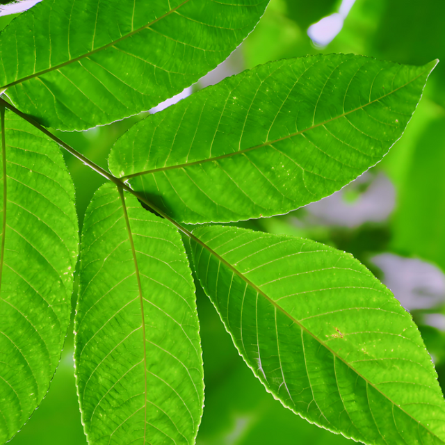 Polvo de hoja de nogal negro