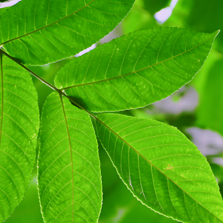 Polvo de hoja de nogal negro