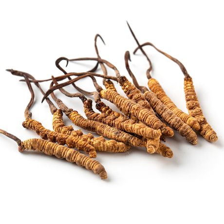 Polisacáridos del extracto de Cordyceps