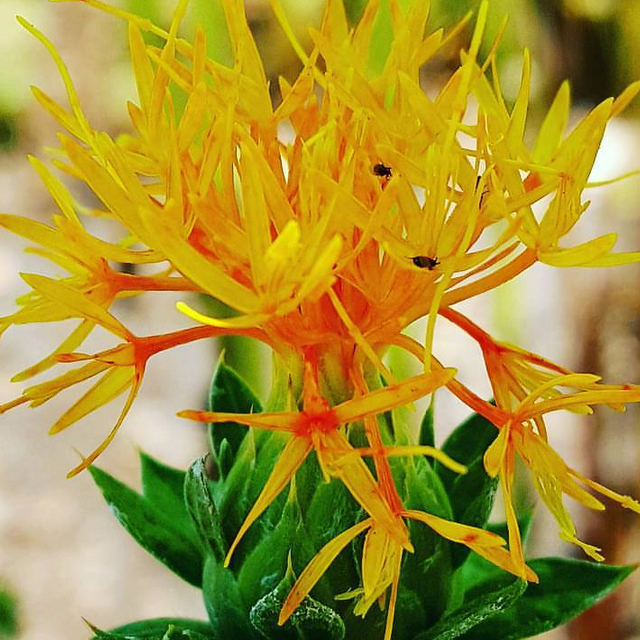 Amarillo cártamo