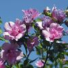 Extracto de flor de hibisco syriacus