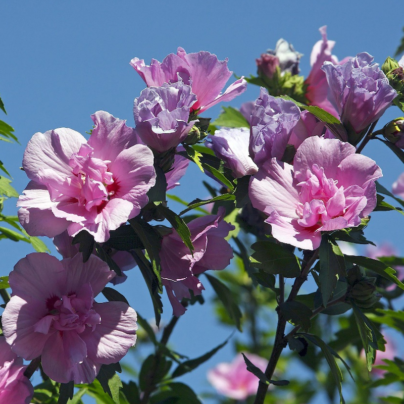 Extracto de flor de hibisco syriacus