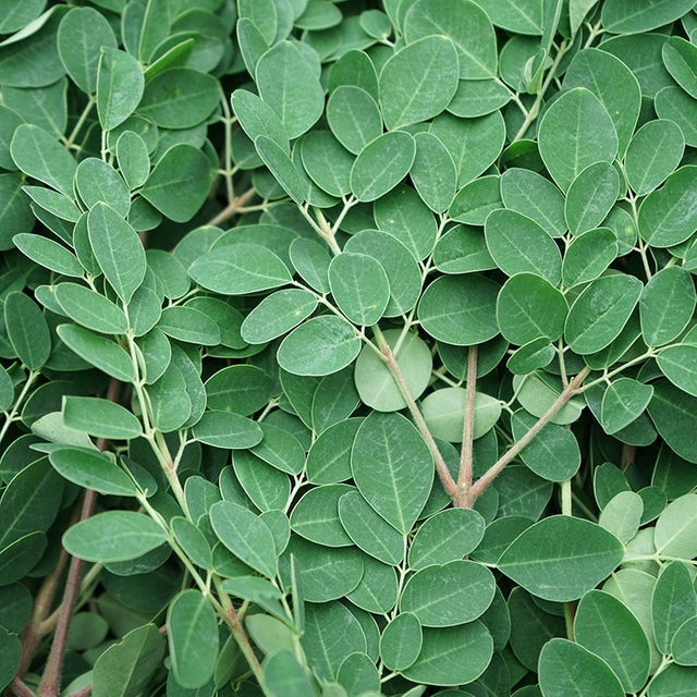 Extracto de hoja de moringa