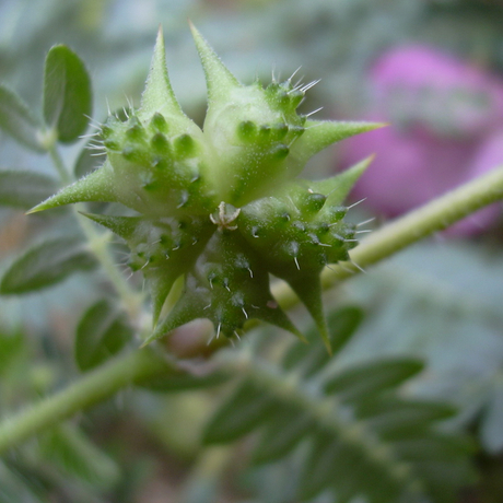 Extracto de Tribulus Terrestris