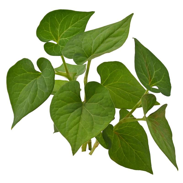 Extracto de Houttuynia de hoja de corazón