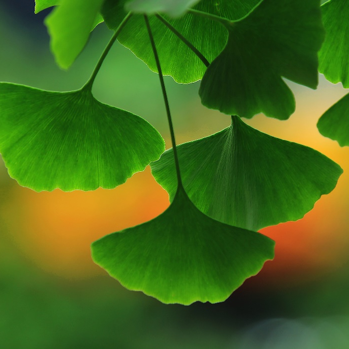 Extracto de ginkgo biloba