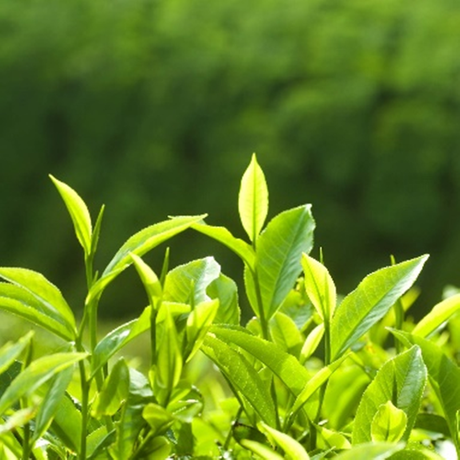 Té Verde L-Teanina 20%