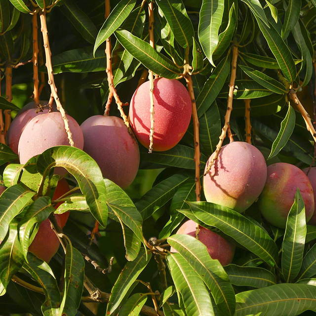 Extracto de hoja de mango