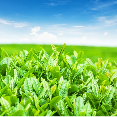 Catequinas del té verde EGCg