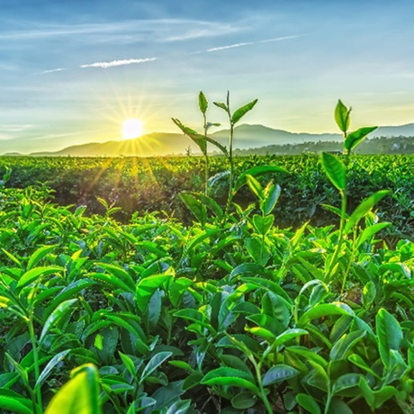 Té Verde L-Teanina 60%