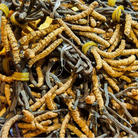 Cepa de Cordyceps CS-4 / Micelio CS-4 de Cordyceps Sinensis