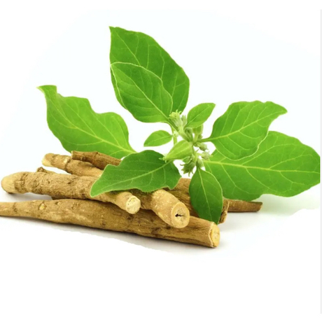 Extracto de ashwagandha
