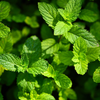 Extracto de menta