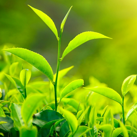 Té Verde L-Teanina 40%