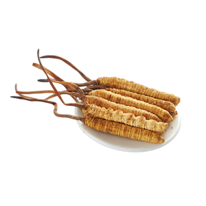 Extracto en polvo de Cordyceps